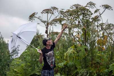 Соцветие борщевика называется зонтик. В нем уйма семян. Если он вызрел рядом с участком, считайте, ядовитых соседей стало больше. Фото: Куксин Сергей