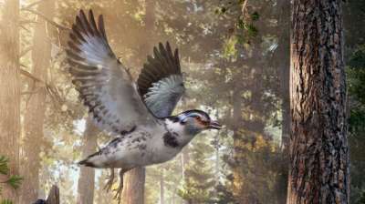 Палеонтологи описали ранее неизвестный вид примитивных птиц с необычной анатомией скелета и нестандартным подходом к полету.