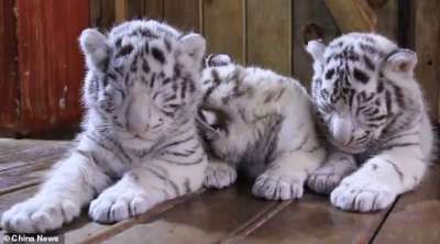 Тройня детенышей редкого вида была представлена в Куньмине. Кадр из видео.