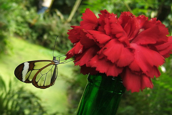 Greta oto - удивительная бабочка со 